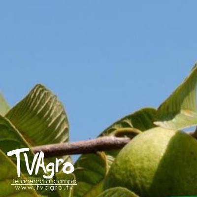 Preservación de las variedades de guayaba en Colombia - TvAgro por Juan Gonzalo Angel Restrepo - TvAgro