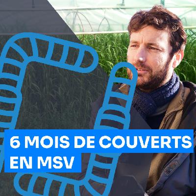 MSV dans le Sud Ouest : 6 mois de cultures, 6 mois de couverts végétaux, La Ferme Intention (31)
