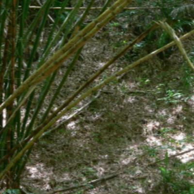 185 Santo Amaro, Brazil - Search for Fringe-backed Fire-eye 185 Santo Amaro, Brazil - Search for Fringe-backed Fire-eye