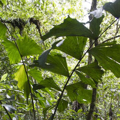 Traditional Harmony with Nature: the Waorani