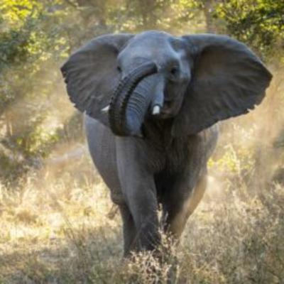 Things to Do in Zimbabwe: From Vic Falls to Hwange National Park