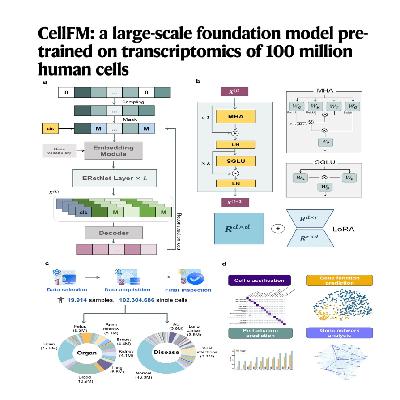 099-CellFM：十亿级人体细胞转录组基础模型