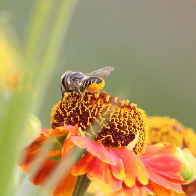 The Buzz on Utah Bees