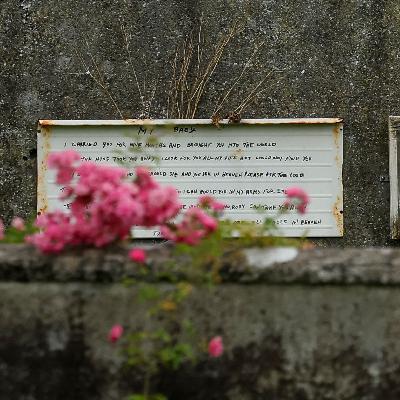 Crónica internacional - En Irlanda, comienzan las excavaciones para localizar los restos de ochocientos bebés, fallecidos en una institución católica para madres solteras