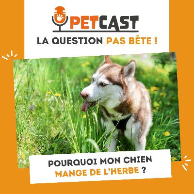 Pourquoi mon chien mange de l’herbe ?