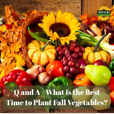 🥕 Q and A - What Time is Best to Plant Fall Vegetables?