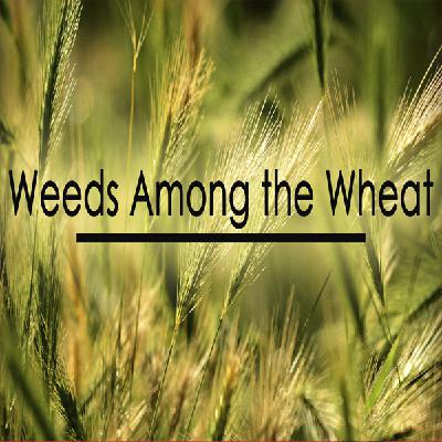 Weeds Among The Wheat (Matthew 13:21-30) - Matt Moore