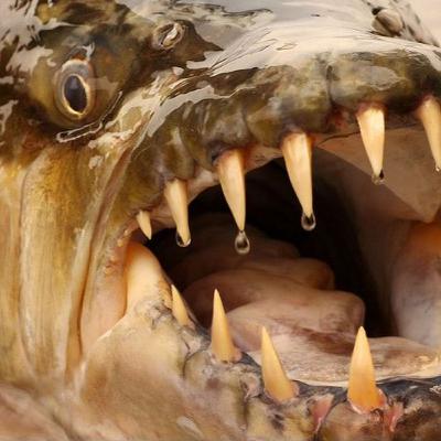 Episode 71 - The River Monster Takes Señor Frog's - March 23, 2021 Episode 71 - The River Monster Takes Señor Frog's - March 23, 2021