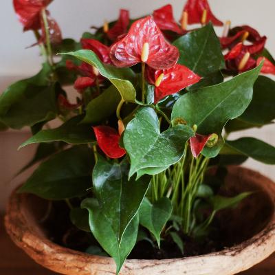 My 5 Favorite Houseplants My 5 Favorite Houseplants