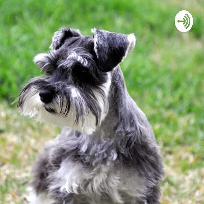 Hoy hablaremos sobre la Raza de perro Schnauzer