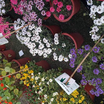 ch-3 plant kingdom of class 11th by priyanka tandon(annex future academy) ch-3 plant kingdom of class 11th by priyanka tandon(annex future academy)