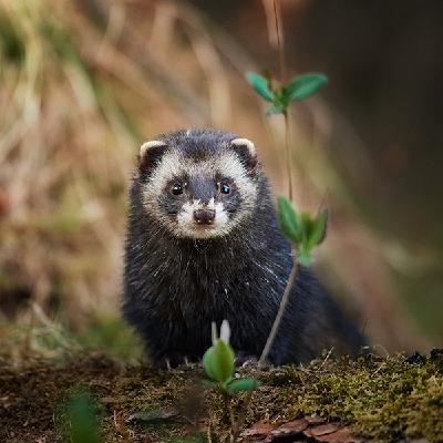 Tema om vild natur: Naturen skal være vild og besklyttet Tema om vild natur: Naturen skal være vild og besklyttet