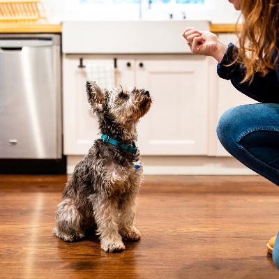 Paws & Prescriptions: Feeding Dogs with Allergies & Stones