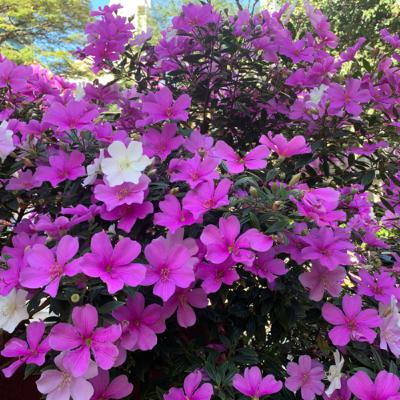 Entrevista 6 - Fazer óleo essencial em casa?