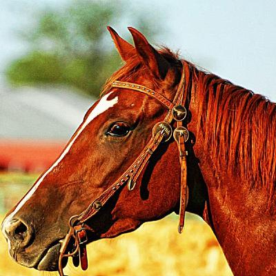 Rob McConnell Interviews - ELLEN KOHN - Animal Communicator, Medium, Psychic Rob McConnell Interviews - ELLEN KOHN - Animal Communicator, Medium, Psychic
