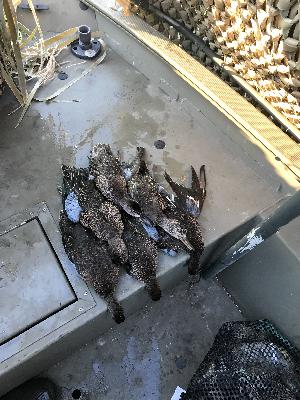 Texas Teal Season Opening Weekend, and Public Land Duck Hunting Ethics!