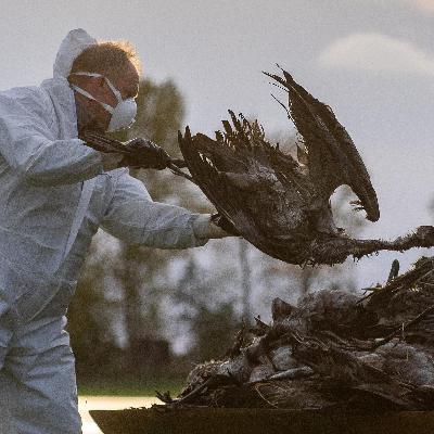 Keine Herdenimmunität? - Warum Kraniche die Vogelgrippe besonders hart trifft