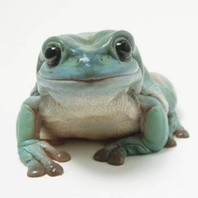 EP 1: The Whites Tree Frog