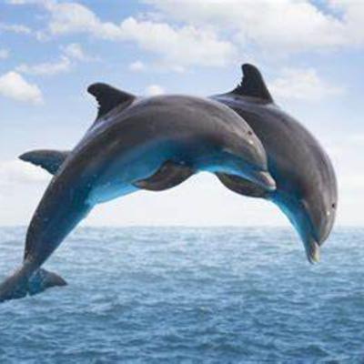 Dolphins basic facts