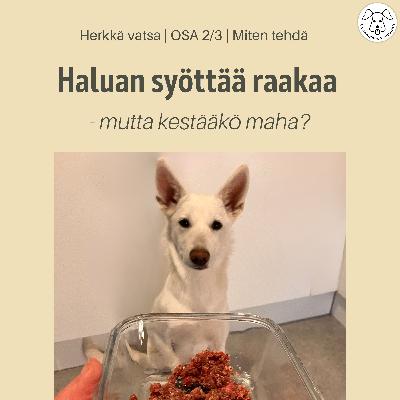 Herkkävatsaisen koiran ruokinta – miten raakaan päästään käytännössä | Osa 2/3