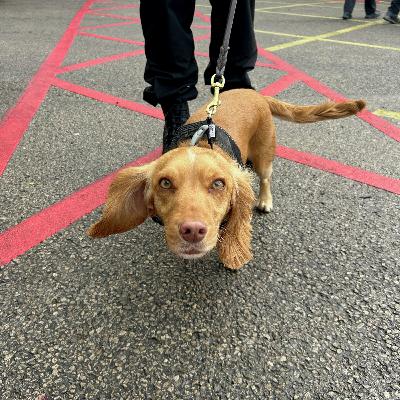 Oreo, the digital asset detection dog