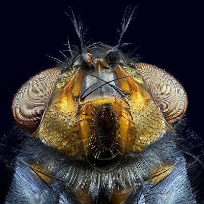 Insekten am Tatort - Nach dem Mord kommen die Fliegen Insekten am Tatort - Nach dem Mord kommen die Fliegen