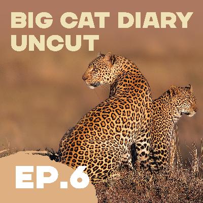 EPISODE 06: Big Cat Diary Uncut – '2004: The Ridge Pride – Sala and Cheza & Bella and Chui' EPISODE 06: Big Cat Diary Uncut – '2004: The Ridge Pride – Sala and Cheza & Bella and Chui'
