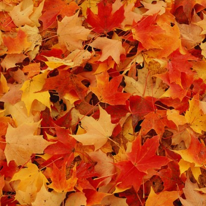 Nature Notes Episode 11: What do you like about Fall Nature Notes Episode 11: What do you like about Fall