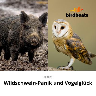 Wildschwein-Panik und Vogelglück Wildschwein-Panik und Vogelglück