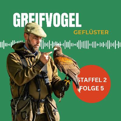 Harris Hawk - Jäger mit Teamgeist Interview mit Claas Niehues