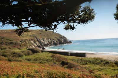 Under the tree by the sea Under the tree by the sea