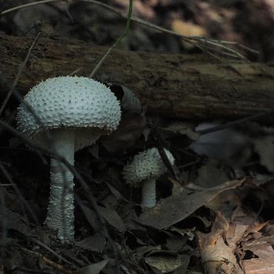 夢野久作「きのこ会議」