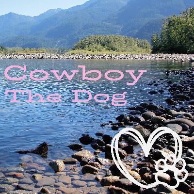 Cowboy The Dog Cowboy The Dog