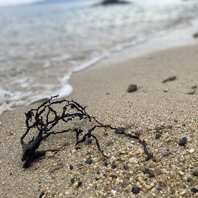 小川未明「海ほおずき」