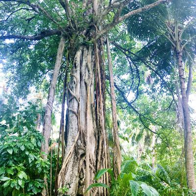 Arbre des gratitudes