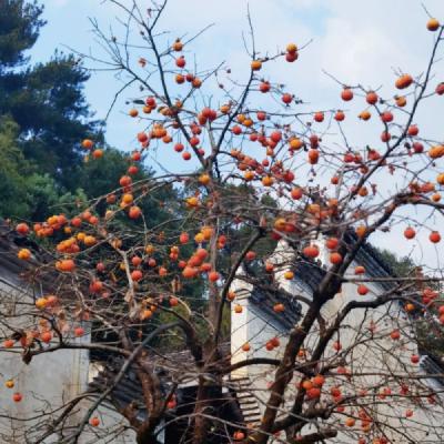 柿子红了（作者：自由自在，朗诵：丫丫）