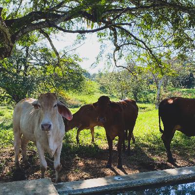 Farm/Home Build Series: We Bought Cows! What kind of cows we purchased; our plan for our cows on the farm; about the "Gyrlando" breed.