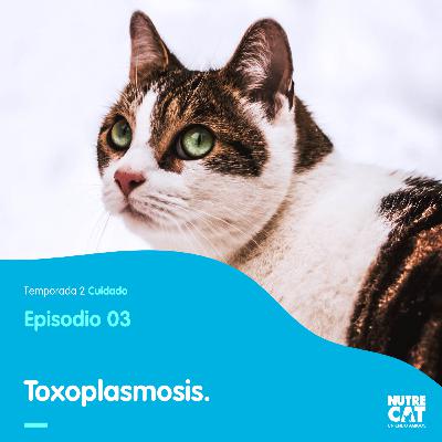 Toxoplasmosis: una enfermedad de gatitos.