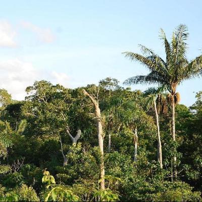 Naturschutz in Südamerika | Sensory-Bus | AFD verliert Markenrechte | Neue Musik von Bach | Kuscheln als Medizin