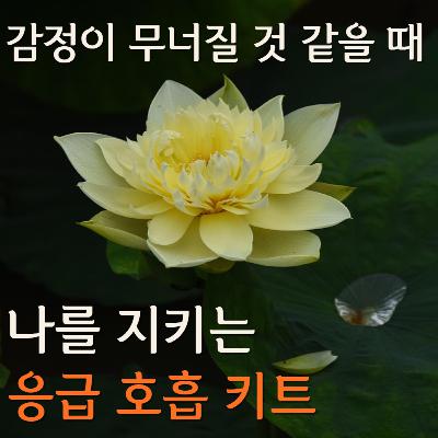 심리상담사가 알려주는 감정조절 3가지 호흡법｜불안, 분노, 긴장을 다스리는 방법