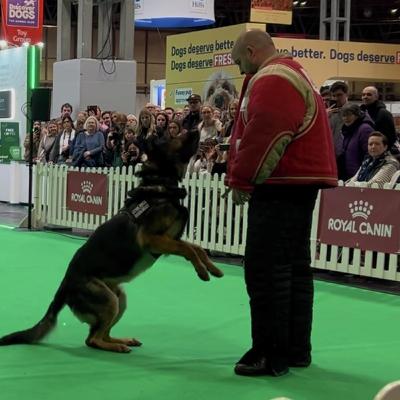 Viper, the Firearms Support Dog