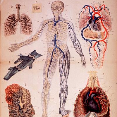 Episode 40 - Cardiovascular system - Wiggers Episode 40 - Cardiovascular system - Wiggers