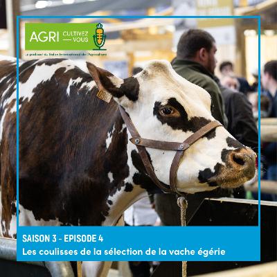 Les coulisses de la sélection de la vache égérie