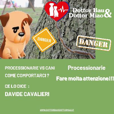 Cani Vs Processionarie