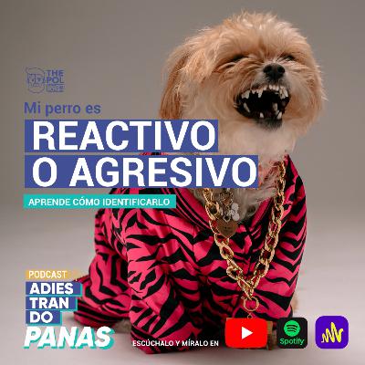 ¿Tengo un perro REACTIVO o AGRESIVO? Cómo identificarlo