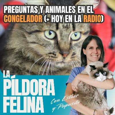562. Preguntas y animales en el CONGELADOR (+ hoy en la RADIO) 562. Preguntas y animales en el CONGELADOR (+ hoy en la RADIO)