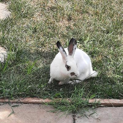 Episode 93- Does Anybody Want a Rabbit?