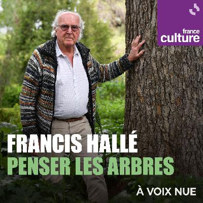 Francis Hallé, penser les arbres 3/5 : La condition tropicale