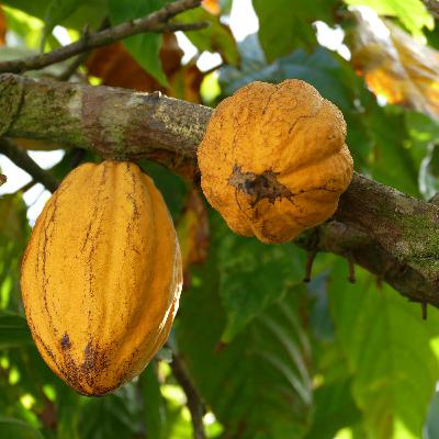 Le Cacaoyer