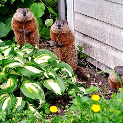 Episode 1 Trailer: Animal Encounters Episode 1 Trailer: Animal Encounters